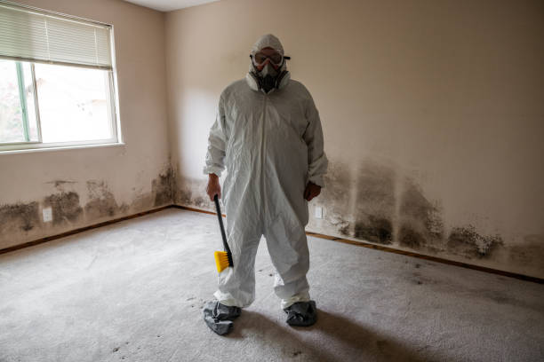 Why You Should Choose Our Mold Remediation Services in Waverly, NY